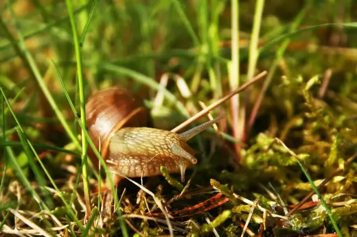כמה טכניקות חיוניות לכלי נשיפה מעץ
